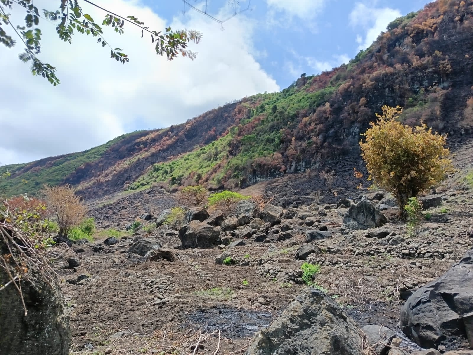 Forestry and Fire Prevention
